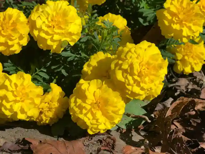 木舟山 順教寺の自然