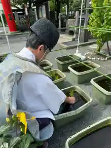 亀戸浅間神社(東京都)(2024年06月16日(日) 17時57分16秒投稿)