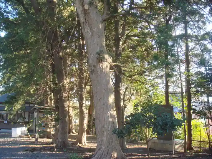 玉前神社の自然