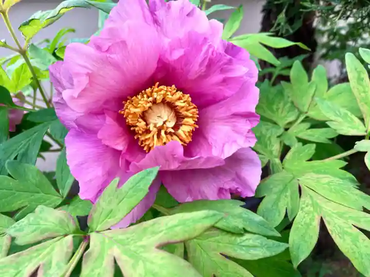 真言宗 善通寺派 薬王寺の自然