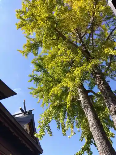 杉杜白髭神社(福井県)