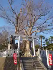 若宮八幡宮の鳥居