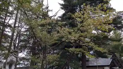 神楽神社の自然