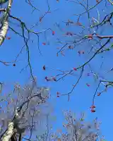 釧路一之宮 厳島神社の自然