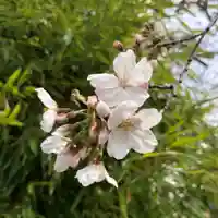 元郷氷川神社の自然
