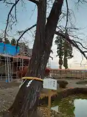 熊野神社の自然