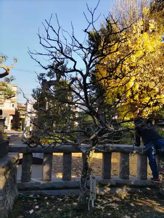 八坂大神の自然