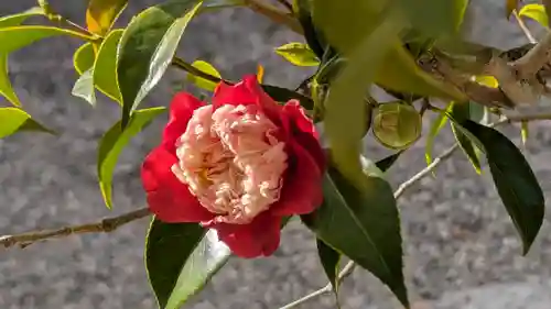 日體寺(京都府)