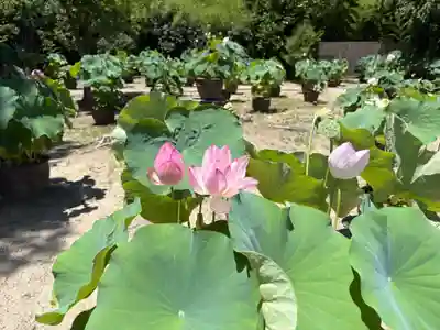 西大寺(奈良県)