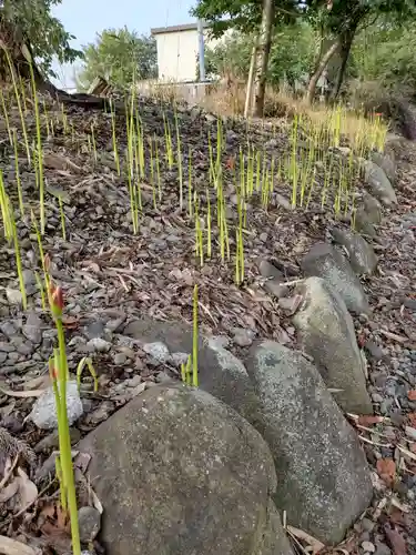 沙沙貴神社の自然