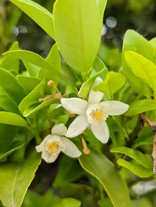 平安神宮(京都府)