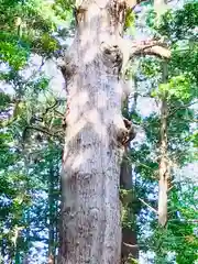 麻賀多神社の自然