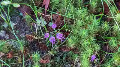 実光院(京都府)