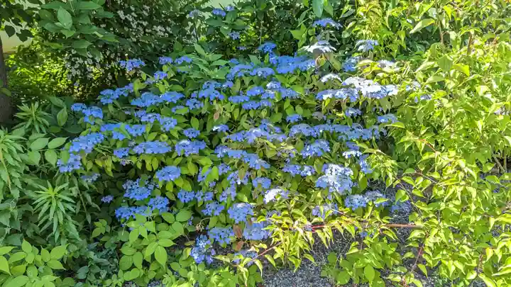 日體寺(京都府)