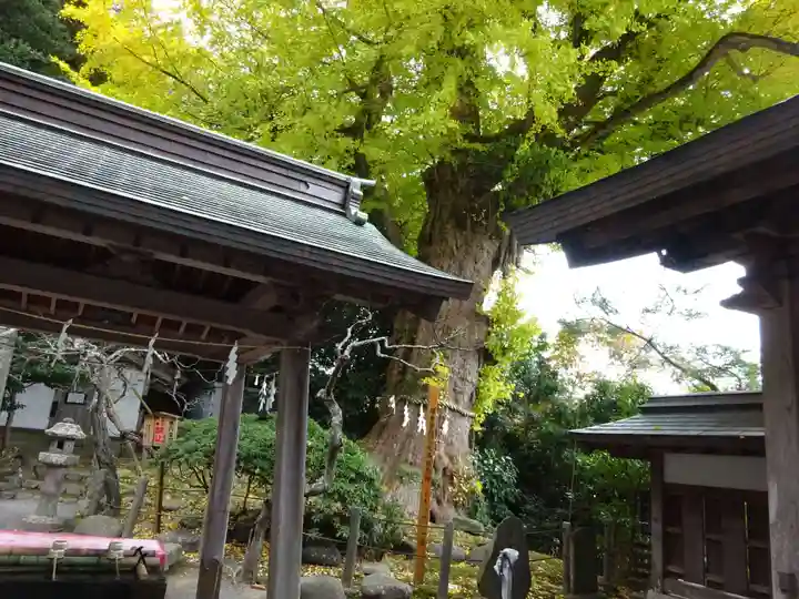 荏柄天神社(神奈川県)