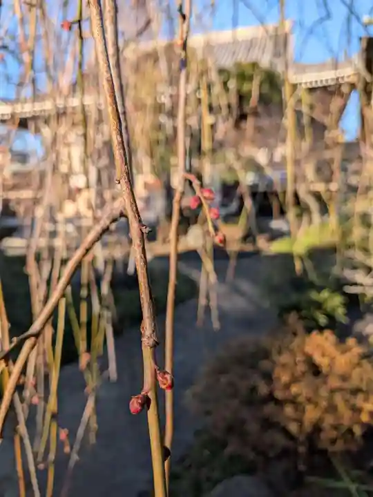 圓照寺(東京都)