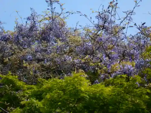 浄光明寺の自然