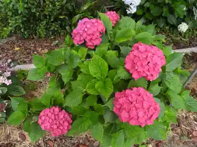 六條八幡宮(高知県)