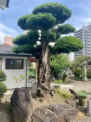 応願寺(栃木県)