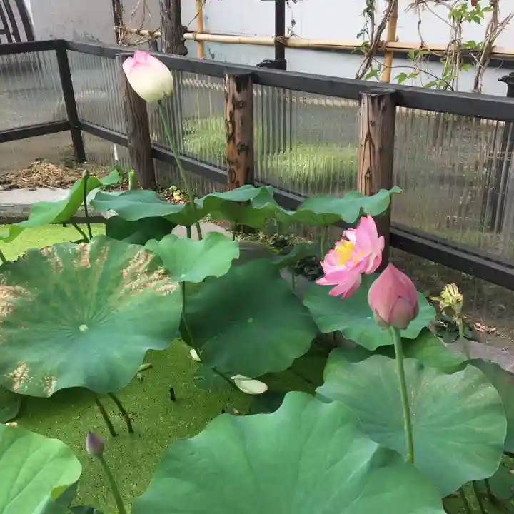 瑞圭山 浄国寺の自然