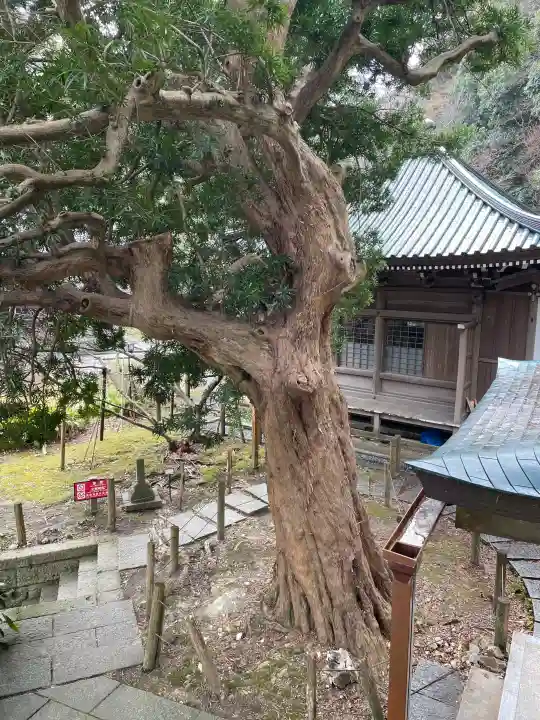 安國論寺(安国論寺)の{uncategorized: "未分類", other: "その他", undefined: "問題あり", building: "その他建物", grave: "お墓", sacred_gate: "鳥居", guardian: "狛犬", statue: "像", buddha: "仏像", history: "歴史", nature: "自然", garden: "庭園", animal: "動物", pagoda: "塔", temizu: "手水舎", mountain_gate: "山門・神門", sanctuary: "本殿・本堂", subordinate: "末社・摂社", art: "芸術", scenery: "景色", jizo: "地蔵", ema: "絵馬", goshuin: "御朱印", omikuji: "おみくじ", items: "授与品その他", amulet: "お守り", goshuincho: "御朱印帳", eats: "食事", festival: "お祭り", votive_dance: "神楽", shichigosan: "七五三参", wedding: "結婚式", experience: "体験その他", initially: "初詣", around: "周辺", anti_infection: "感染症対策"}
