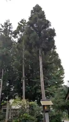 大木白山社の自然