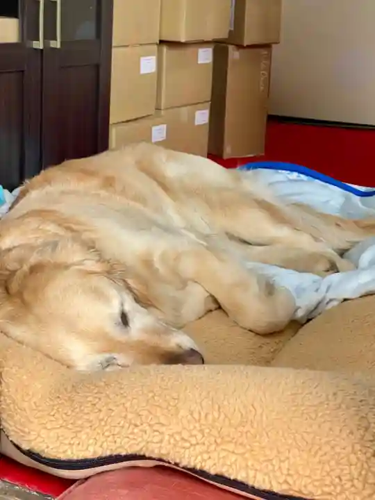 霊鑑寺門跡の動物