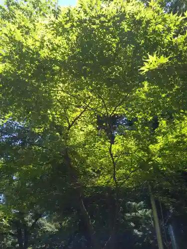 阿蘇神社の自然