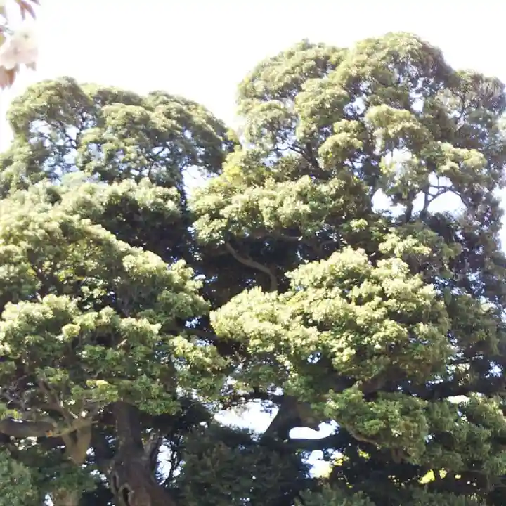 九重神社の自然