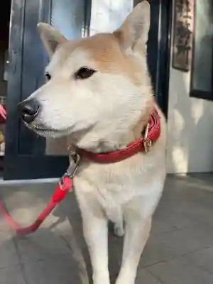 笠䅣稲荷神社の{uncategorized: "未分類", other: "その他", undefined: "問題あり", building: "その他建物", grave: "お墓", sacred_gate: "鳥居", guardian: "狛犬", statue: "像", buddha: "仏像", history: "歴史", nature: "自然", garden: "庭園", animal: "動物", pagoda: "塔", temizu: "手水舎", mountain_gate: "山門・神門", sanctuary: "本殿・本堂", subordinate: "末社・摂社", art: "芸術", scenery: "景色", jizo: "地蔵", ema: "絵馬", goshuin: "御朱印", omikuji: "おみくじ", items: "授与品その他", amulet: "お守り", goshuincho: "御朱印帳", eats: "食事", festival: "お祭り", votive_dance: "神楽", shichigosan: "七五三参", wedding: "結婚式", experience: "体験その他", initially: "初詣", around: "周辺", anti_infection: "感染症対策"}