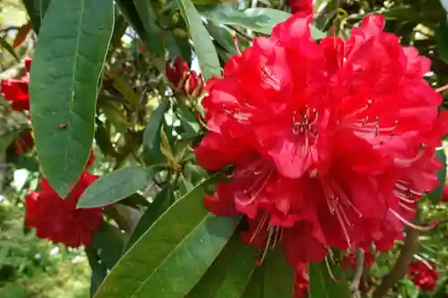 半木神社（賀茂別雷神社境外末社）の自然