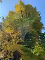 水戸八幡宮の自然