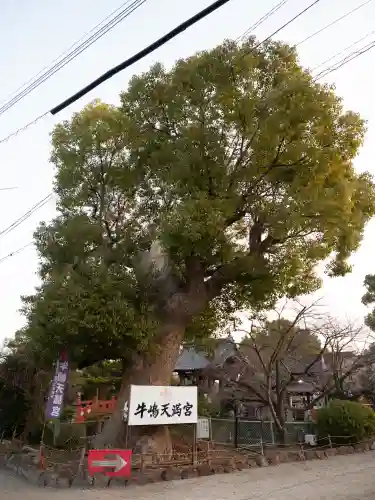 牛嶋天満宮の{uncategorized: "未分類", other: "その他", undefined: "問題あり", building: "その他建物", grave: "お墓", sacred_gate: "鳥居", guardian: "狛犬", statue: "像", buddha: "仏像", history: "歴史", nature: "自然", garden: "庭園", animal: "動物", pagoda: "塔", temizu: "手水舎", mountain_gate: "山門・神門", sanctuary: "本殿・本堂", subordinate: "末社・摂社", art: "芸術", scenery: "景色", jizo: "地蔵", ema: "絵馬", goshuin: "御朱印", omikuji: "おみくじ", items: "授与品その他", amulet: "お守り", goshuincho: "御朱印帳", eats: "食事", festival: "お祭り", votive_dance: "神楽", shichigosan: "七五三参", wedding: "結婚式", experience: "体験その他", initially: "初詣", around: "周辺", anti_infection: "感染症対策"}