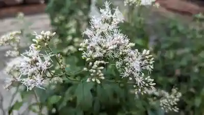 行願寺（革堂）(京都府)