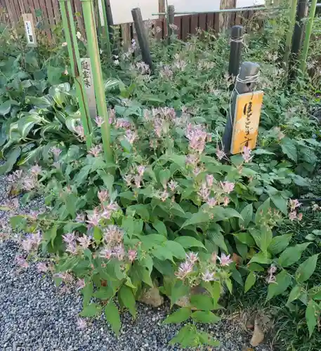 沙沙貴神社の自然