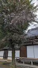 平野神社(京都府)