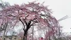 平野神社の自然