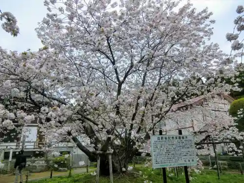 光善寺(北海道)