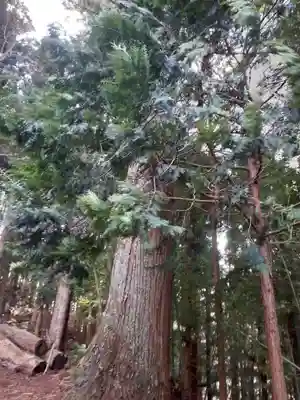 天照御祖神社の自然