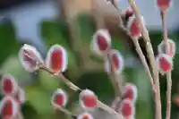 高司神社〜むすびの神の鎮まる社〜の手水舎