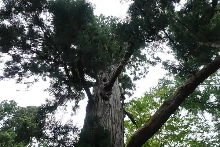 配志和神社の自然