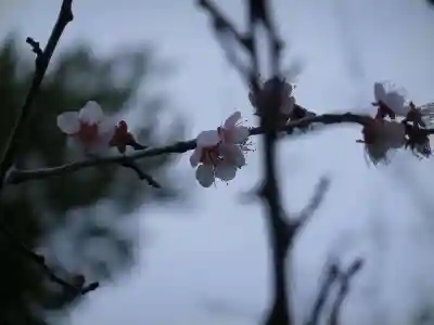 大歳神社(山口県)