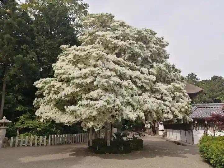 沙沙貴神社の自然