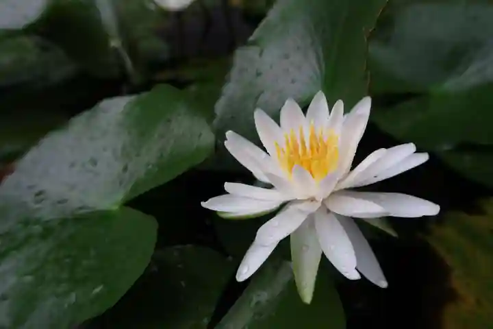 金剛福寺の自然