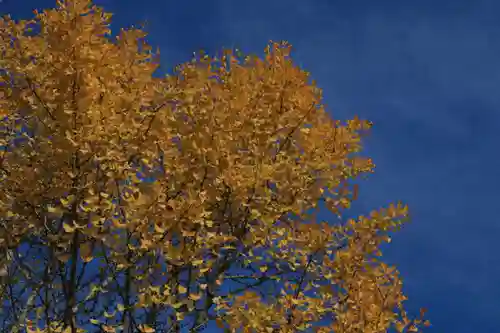 王宮伊豆神社の自然