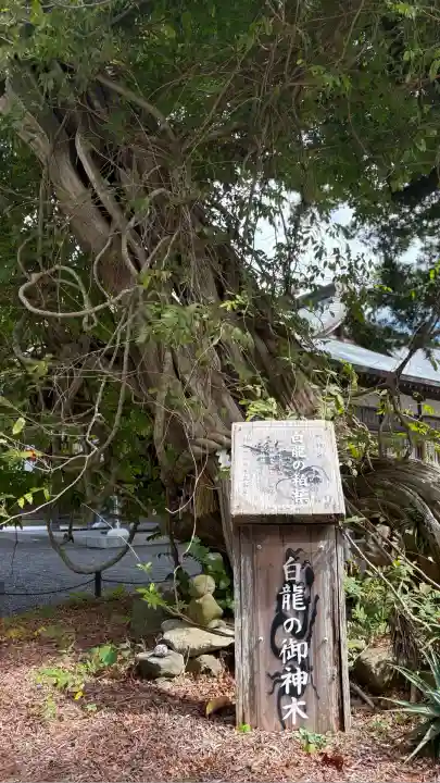 伊古奈比咩命神社の自然