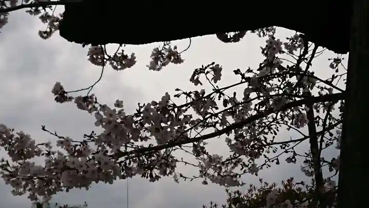 成田山深川不動堂(新勝寺東京別院)の自然