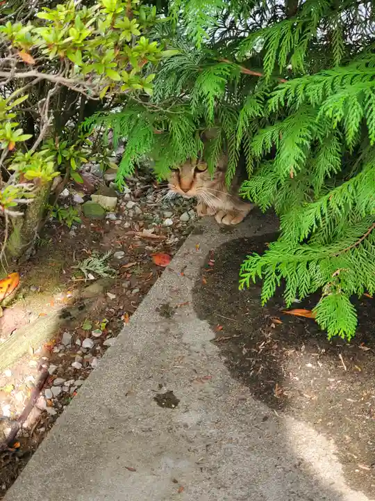 長良神社の動物