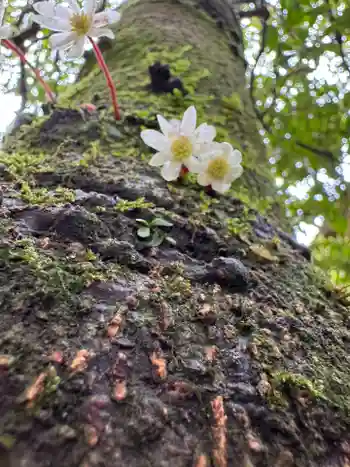 大谷寺の御朱印 2025年05月