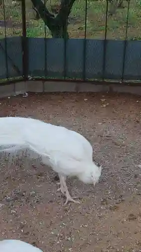 進雄神社(群馬県)